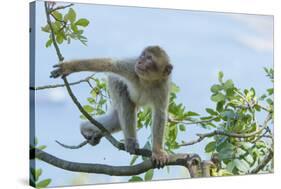 Barbary Macaque (Macaca Sylvanus) Youngster Climbing, Gibraltar Nature Reserve, Gibraltar-Edwin Giesbers-Stretched Canvas