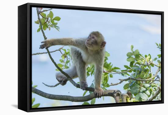 Barbary Macaque (Macaca Sylvanus) Youngster Climbing, Gibraltar Nature Reserve, Gibraltar-Edwin Giesbers-Framed Stretched Canvas