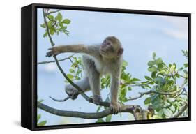 Barbary Macaque (Macaca Sylvanus) Youngster Climbing, Gibraltar Nature Reserve, Gibraltar-Edwin Giesbers-Framed Stretched Canvas