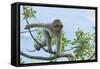 Barbary Macaque (Macaca Sylvanus) Youngster Climbing, Gibraltar Nature Reserve, Gibraltar-Edwin Giesbers-Framed Stretched Canvas