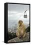 Barbary Macaque Monkey-null-Framed Stretched Canvas