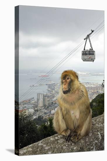Barbary Macaque Monkey-null-Stretched Canvas