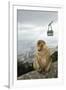 Barbary Macaque Monkey-null-Framed Photographic Print