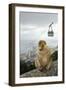 Barbary Macaque Monkey-null-Framed Photographic Print