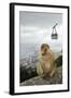 Barbary Macaque Monkey-null-Framed Photographic Print