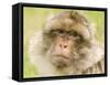 Barbary Macaque-null-Framed Stretched Canvas