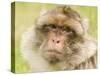 Barbary Macaque-null-Stretched Canvas