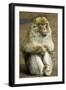 Barbary Macaque-Bob Gibbons-Framed Photographic Print