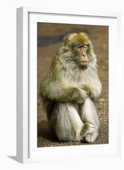 Barbary Macaque-Bob Gibbons-Framed Photographic Print