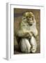 Barbary Macaque-Bob Gibbons-Framed Photographic Print