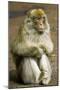 Barbary Macaque-Bob Gibbons-Mounted Photographic Print