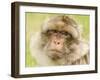 Barbary Macaque-null-Framed Photographic Print