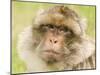 Barbary Macaque-null-Mounted Photographic Print