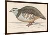 Barbary Partridge-Reverend Francis O. Morris-Framed Photographic Print