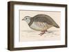 Barbary Partridge-Reverend Francis O. Morris-Framed Photographic Print