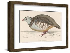 Barbary Partridge-Reverend Francis O. Morris-Framed Photographic Print