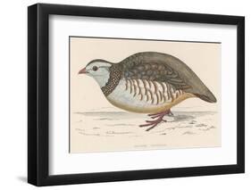 Barbary Partridge-Reverend Francis O. Morris-Framed Photographic Print