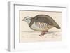 Barbary Partridge-Reverend Francis O. Morris-Framed Photographic Print