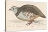 Barbary Partridge-Reverend Francis O. Morris-Stretched Canvas