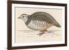 Barbary Partridge-Reverend Francis O. Morris-Framed Photographic Print