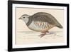 Barbary Partridge-Reverend Francis O. Morris-Framed Photographic Print