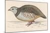 Barbary Partridge-Reverend Francis O. Morris-Mounted Photographic Print