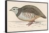 Barbary Partridge-Reverend Francis O. Morris-Framed Stretched Canvas