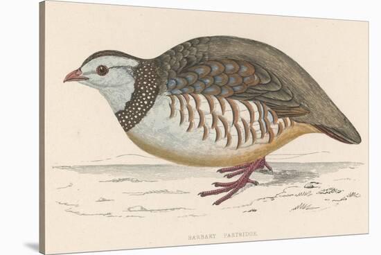 Barbary Partridge-Reverend Francis O. Morris-Stretched Canvas