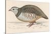 Barbary Partridge-Reverend Francis O. Morris-Stretched Canvas