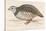 Barbary Partridge-Reverend Francis O. Morris-Stretched Canvas