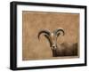 Barbary Ram-James W. Johnson-Framed Giclee Print