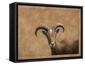 Barbary Ram-James W. Johnson-Framed Stretched Canvas