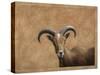 Barbary Ram-James W. Johnson-Stretched Canvas