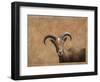 Barbary Ram-James W. Johnson-Framed Giclee Print