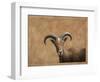 Barbary Ram-James W. Johnson-Framed Giclee Print