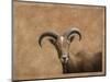 Barbary Ram-James W. Johnson-Mounted Giclee Print