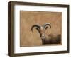 Barbary Ram-James W. Johnson-Framed Premium Giclee Print