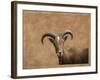 Barbary Ram-James W. Johnson-Framed Giclee Print