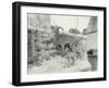Barbary Sheep with Two Young on Mappin Terraces, London Zoo, June 1916-Frederick William Bond-Framed Photographic Print