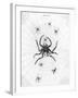 Barbary Spider-J. Pass-Framed Art Print