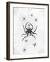 Barbary Spider-J. Pass-Framed Art Print