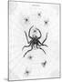 Barbary Spider-J. Pass-Mounted Art Print