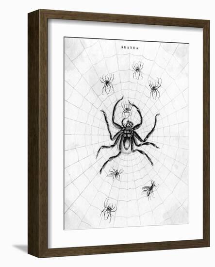 Barbary Spider-J. Pass-Framed Art Print