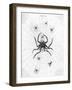 Barbary Spider-J. Pass-Framed Art Print