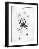 Barbary Spider-J. Pass-Framed Art Print