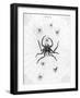 Barbary Spider-J. Pass-Framed Art Print
