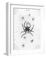 Barbary Spider-J. Pass-Framed Art Print