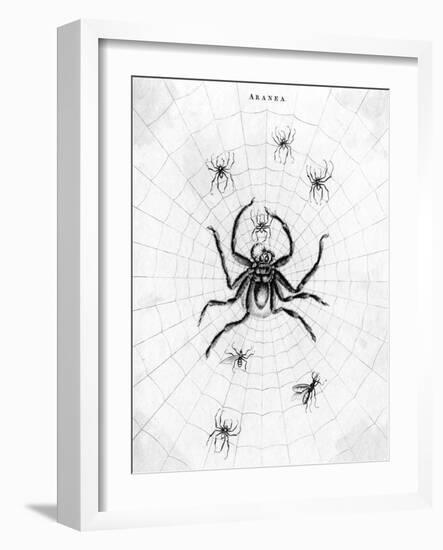 Barbary Spider-J. Pass-Framed Art Print