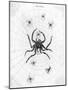 Barbary Spider-J. Pass-Mounted Art Print