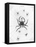 Barbary Spider-J. Pass-Framed Stretched Canvas